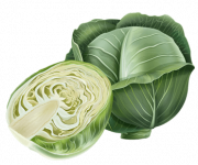 cabbage.png
