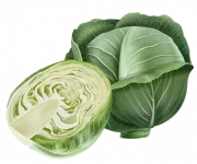 cabbage.png